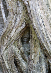 Buddhist statue in overgrown tree roots