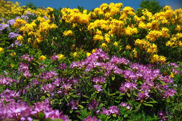 Obraz premium The magnificent nature of the Black Sea