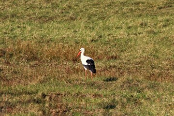 Stork on grass in a park in northern France