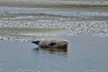 Fototapeta premium Sea lion on a beach in the Picardie bay - France. This animal take the sun close to the watter