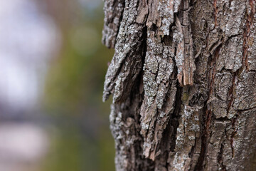 Close up an old tree bark on a background of autumn forest.