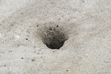 蟹の巣穴 ビーチ