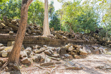 Beng Mealea temple ruins and banyan tree, the Angkor Wat style located east of the main group of temples at Angkor, Siem Reap, Cambodia.