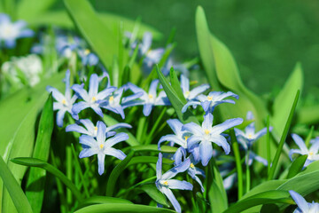 Spring blue flowers in green grass. snowdrop. clouse up.