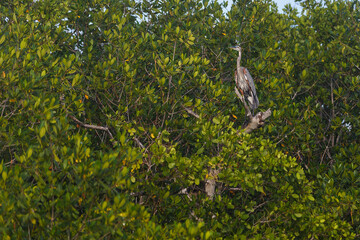 grey heron on a tree