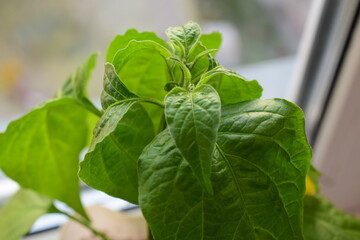 seedlings of pepper