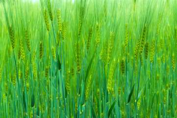 Naklejka premium Background young green barley with long spikelets growing summer on agricultural field