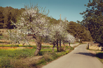 Blossom spring trees along the country road in Ibiza, Spain