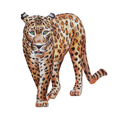 Leopard / Jaguar. Big cat isolated on a white background. Realistic watercolor. Illustrated. Clip art. Template.