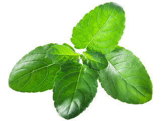 Naklejka na ściany i meble Krishna tulsi leaves (Ocimum tenuiflorum) isolated