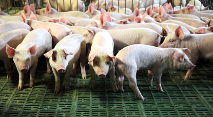 Domestic pigs breeding on a rural animal farm