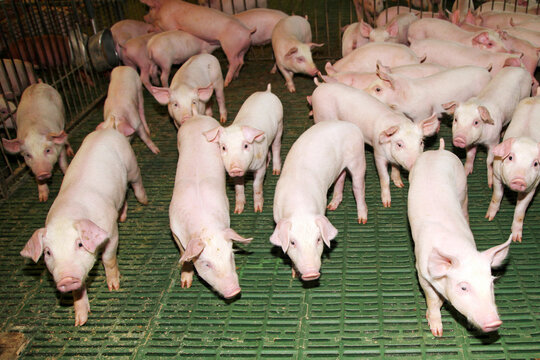 Domestic pigs breeding on a rural animal farm