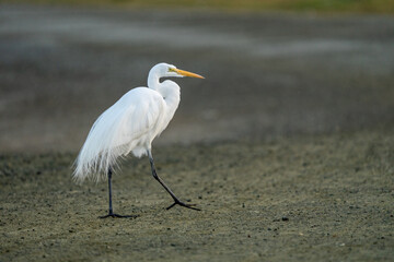 great blue heron