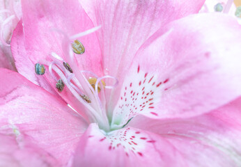 Fototapeta na wymiar Close Up of pink Peruvian Flower Lily