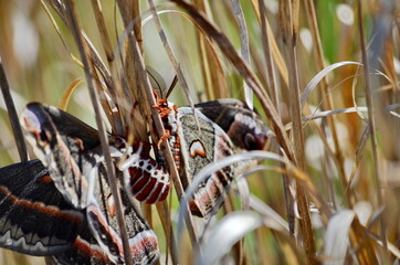 Cecropia moths mating in the wild. Cecropia moths are the largest moths in North America.