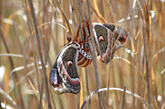 Cecropia moths mating in the wild. Cecropia moths are the largest moths in North America.