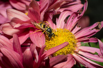 Yellow jacket wasp collecting pollen