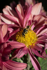 Yellow jacket wasp collecting pollen