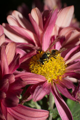 Yellow jacket wasp collecting pollen