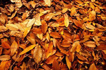 autumn leaves background