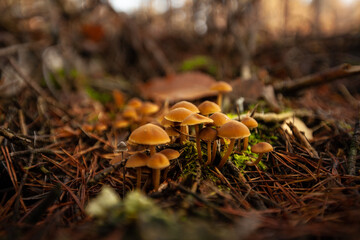 mushroom in the forest