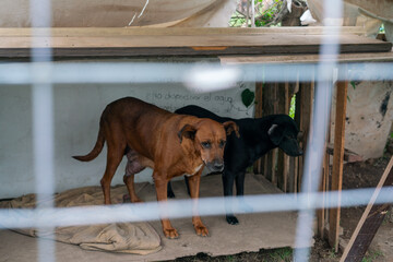 Stay dog shelter, homeless dog, abandoned looking for adoptions