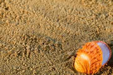 Starfish and shells lie on the sea beach on a sunny summer day.