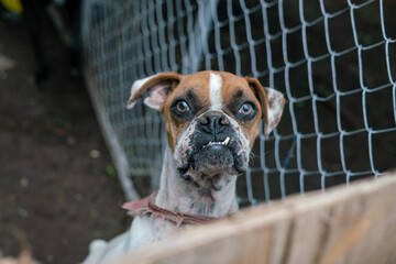 Stay dog shelter, homeless dog, abandoned looking for adoptions