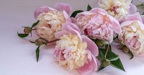 bouquet of peonies