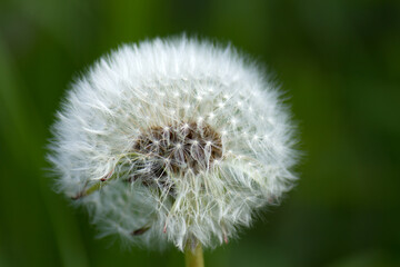 Serene blooming dandelion flower (Taraxacum) with fruit fluff against green blurred background