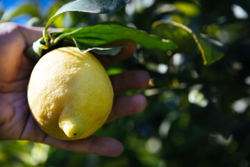 Siracusa lemon cultivar Femminello on field