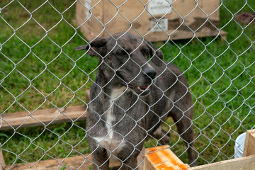 Stay dog shelter, homeless dog, abandoned looking for adoptions