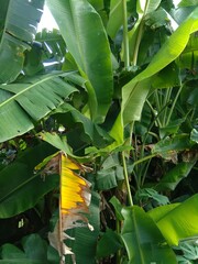 Close up banana tree with a natural background