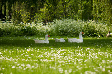 Beautiful flower field with multiple white geese sitting under a willow tree © Sander V.w.