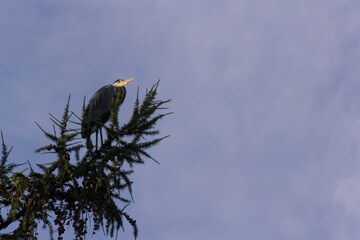 Portrait of Grey heron (Ardea cinerea) standing on tree branch