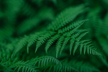 Natural background and wallpaper. Beautiful green fern leaves in the forest. Background with natural ferns.