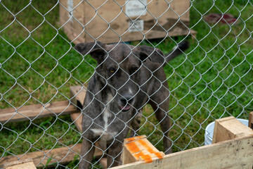 Stay dog shelter, homeless dog, abandoned looking for adoptions