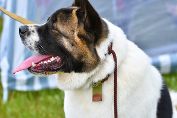 Dog breeds American Akita on a walk
