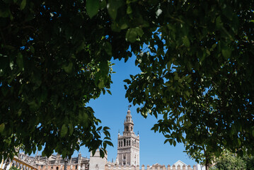 Cathedral of Seville on a sunny day with a blue sky among trees .Horizontal photography