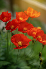 Beautiful red poppies, different focus. Flower background