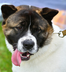 Dog breeds American Akita on a walk