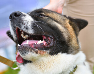 Dog breeds American Akita on a walk