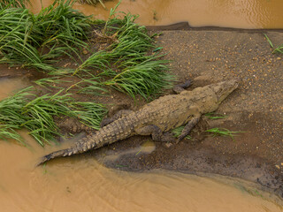Beautiful aerial view of the crocodiles in the tarcoles river in Costa Rica