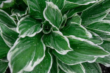 Green leaves with rain drops texture background. Natural background and wallpaper. Leaves of hosta (funkia) with wavy white patterns