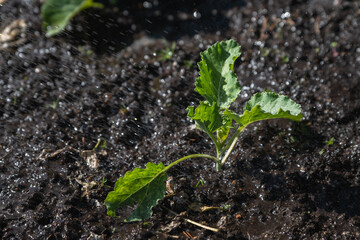 Gardening. Watering young cabbage. Close-up of young cabbage leaves under running water