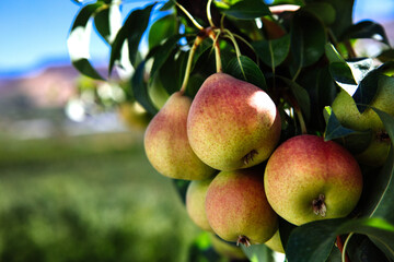 Typical Italian varieties of pears, Pera Coscia on field