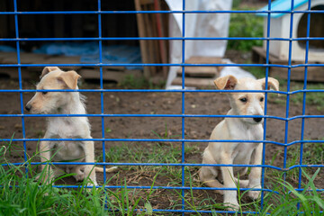 Stay dog shelter, homeless dog, abandoned looking for adoptions