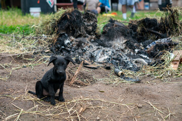 Stay dog shelter, homeless dog, abandoned looking for adoptions