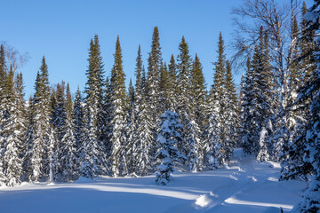 In winter, snow-covered coniferous forest in clear weather with a ski track
