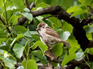 a little sparrow on a branch